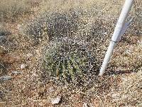 Ferocactus wislizeni image