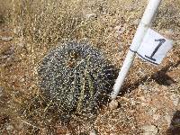 Ferocactus wislizeni image