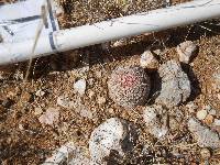 Echinocereus rigidissimus image