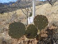 Opuntia engelmannii image