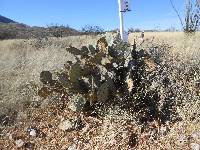 Opuntia engelmannii image