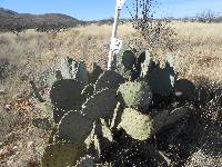 Opuntia engelmannii image