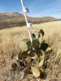 Opuntia engelmannii image