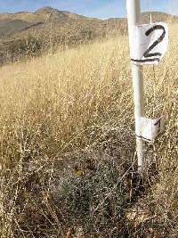 Ferocactus wislizeni image