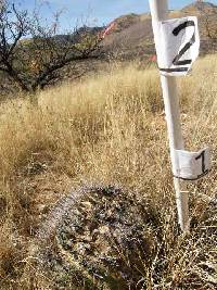 Ferocactus wislizeni image