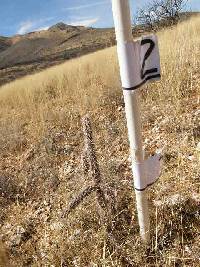 Cylindropuntia spinosior image