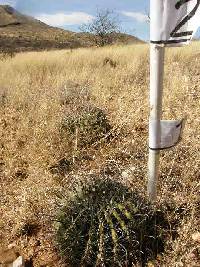 Ferocactus wislizeni image