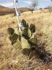 Opuntia engelmannii image