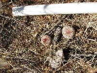 Echinocereus rigidissimus image