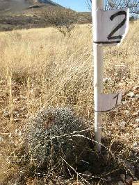 Ferocactus wislizeni image