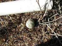Echinocereus rigidissimus image