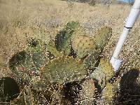 Opuntia engelmannii image