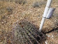 Ferocactus wislizeni image