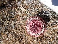 Echinocereus rigidissimus image