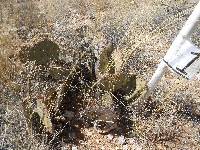 Opuntia engelmannii image