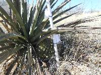 Ferocactus wislizeni image