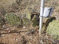 Opuntia engelmannii image