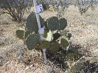 Opuntia engelmannii image