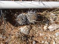 Ferocactus wislizeni image