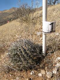 Ferocactus wislizeni image