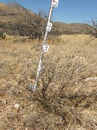 Cylindropuntia leptocaulis image