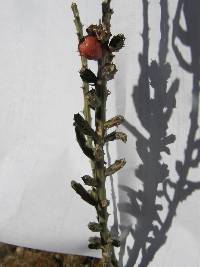 Cylindropuntia leptocaulis image