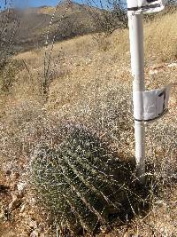 Ferocactus wislizeni image