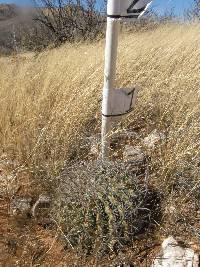 Ferocactus wislizeni image