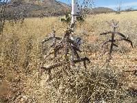 Cylindropuntia spinosior image