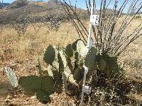 Opuntia engelmannii image