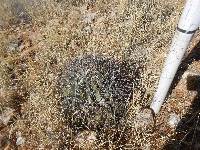 Ferocactus wislizeni image