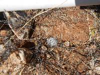 Mammillaria grahamii image