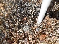 Mammillaria grahamii image