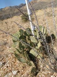 Opuntia engelmannii image