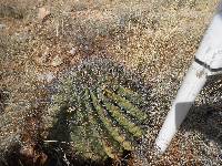 Ferocactus wislizeni image