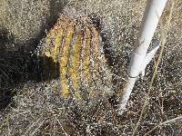 Ferocactus wislizeni image