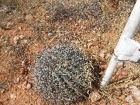 Ferocactus wislizeni image