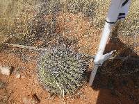 Ferocactus wislizeni image