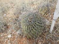 Ferocactus wislizeni image