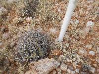 Ferocactus wislizeni image