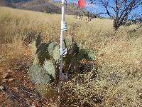 Opuntia engelmannii image