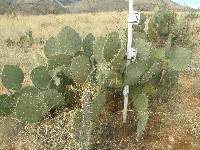 Opuntia engelmannii image