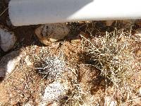 Ferocactus wislizeni image