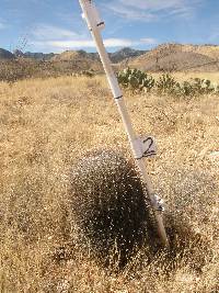 Ferocactus wislizeni image