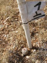 Echinocereus rigidissimus image