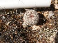 Echinocereus rigidissimus image