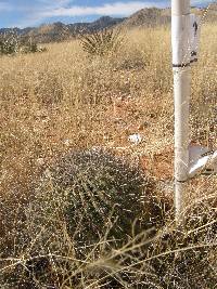 Ferocactus wislizeni image