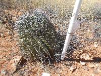 Ferocactus wislizeni image