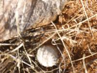 Echinocereus rigidissimus image