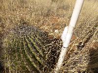 Ferocactus wislizeni image